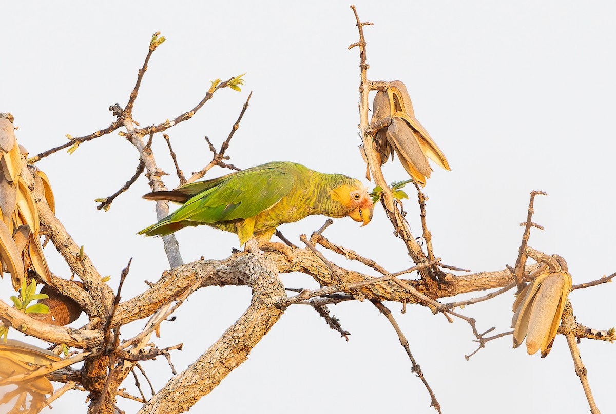 Yellow-faced Parrot - ML631953953