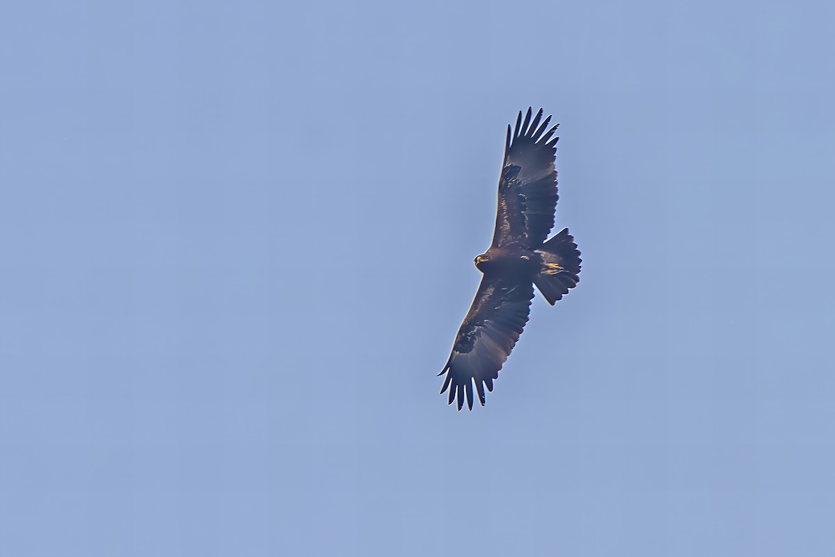 Greater Spotted Eagle - ML631954084
