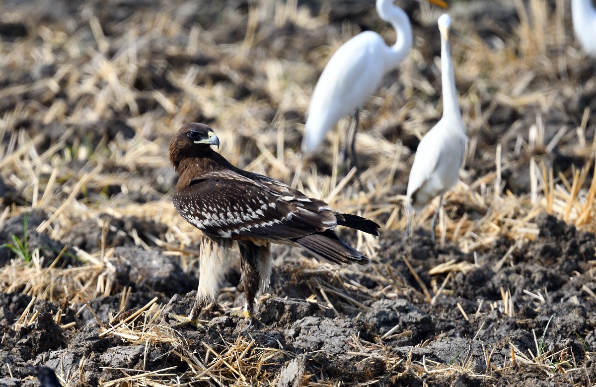 Greater Spotted Eagle - ML631954205