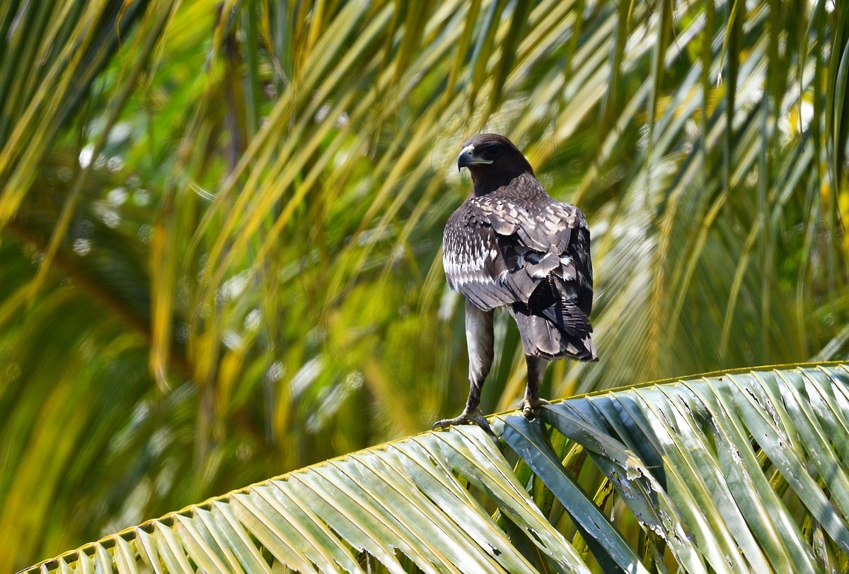 Greater Spotted Eagle - ML631954214