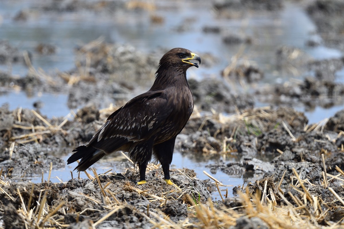 Greater Spotted Eagle - ML631954219