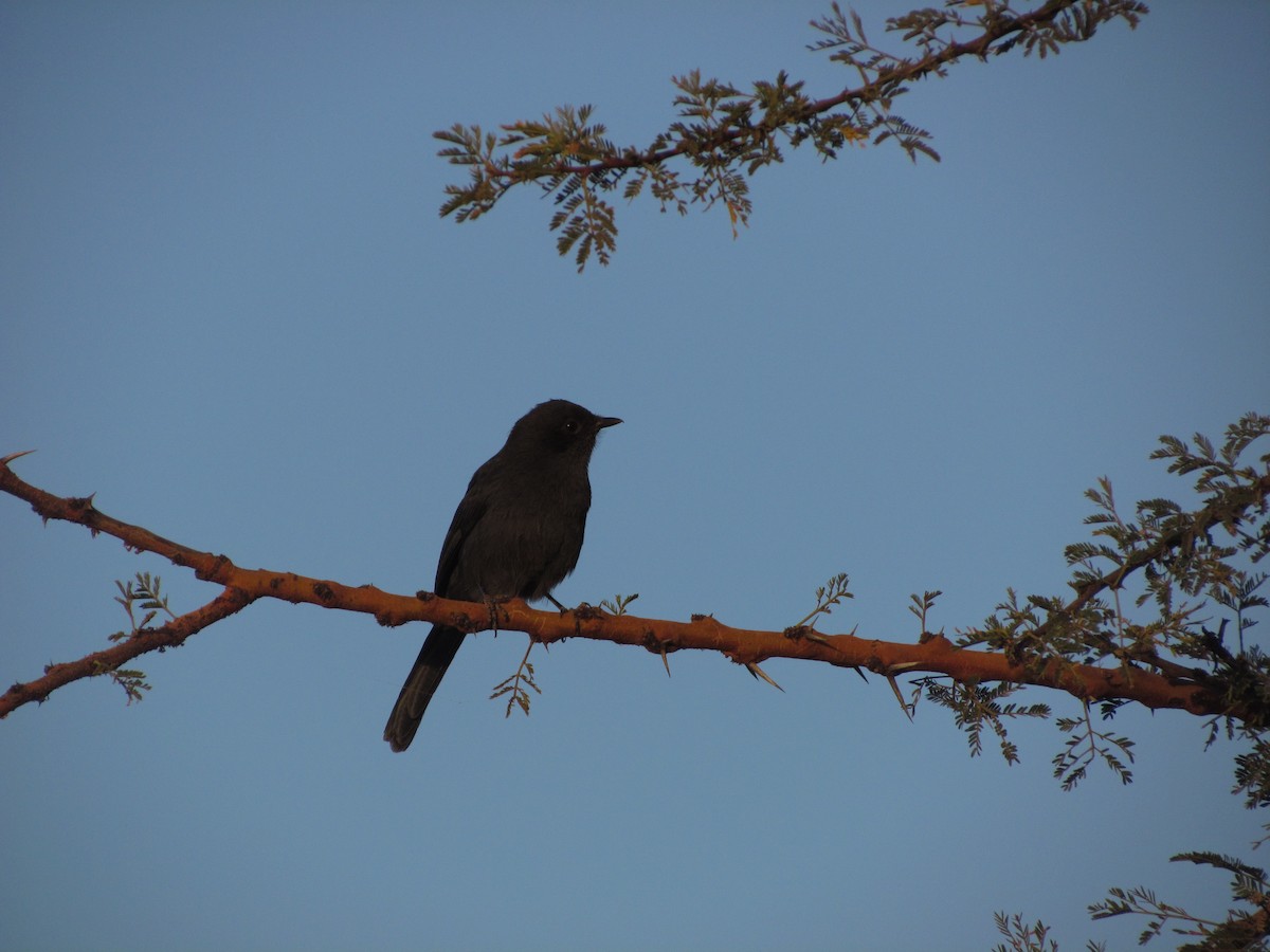 Northern Black-Flycatcher - Ottavio Janni