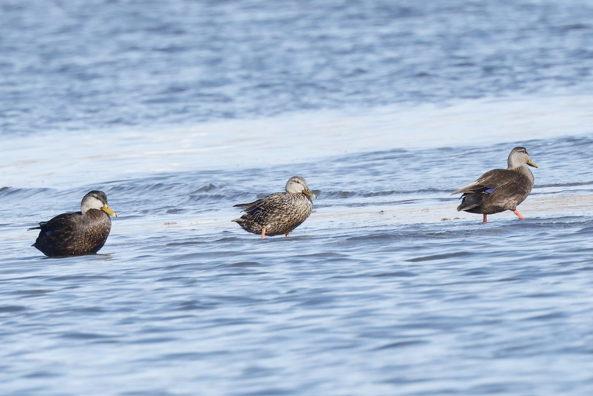 Mallard x Mottled Duck (hybrid) - ML631954285