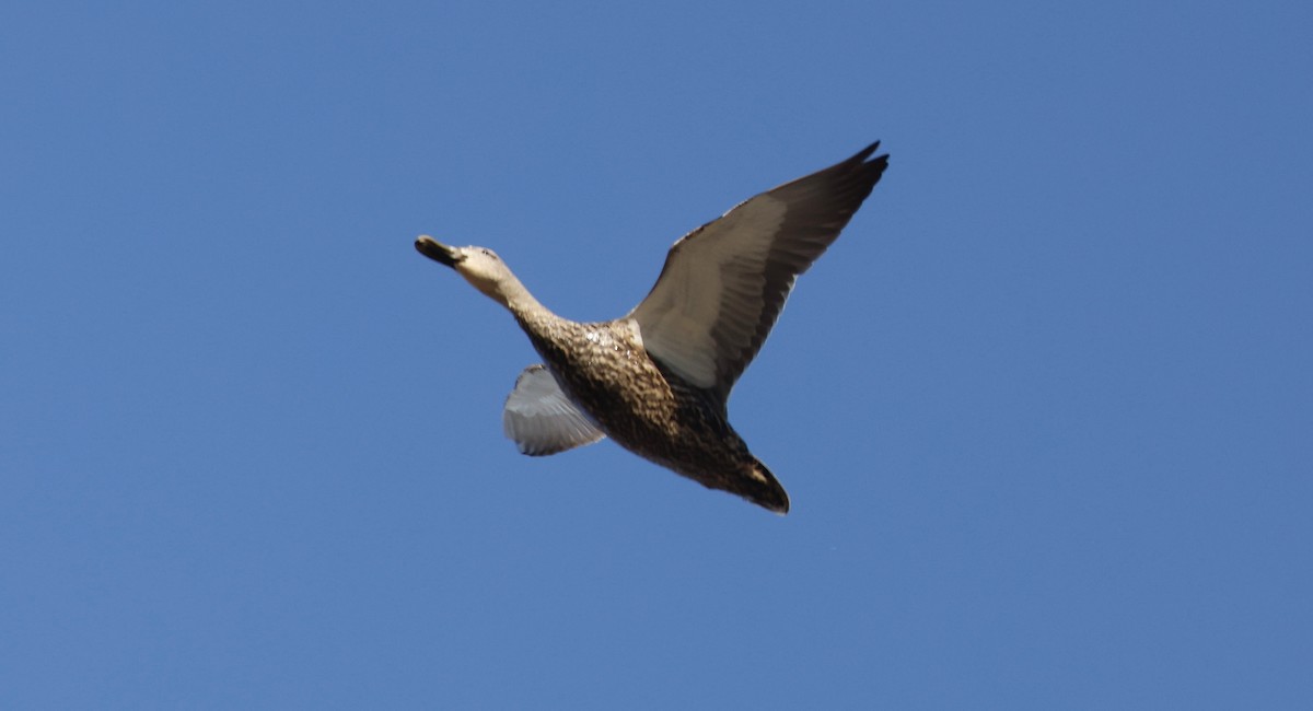 Mallard x Mottled Duck (hybrid) - ML631954286