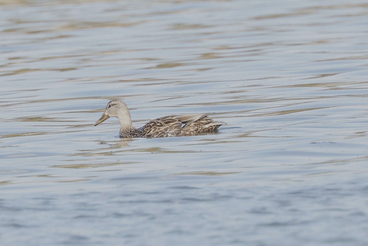 Mallard x Mottled Duck (hybrid) - ML631954287