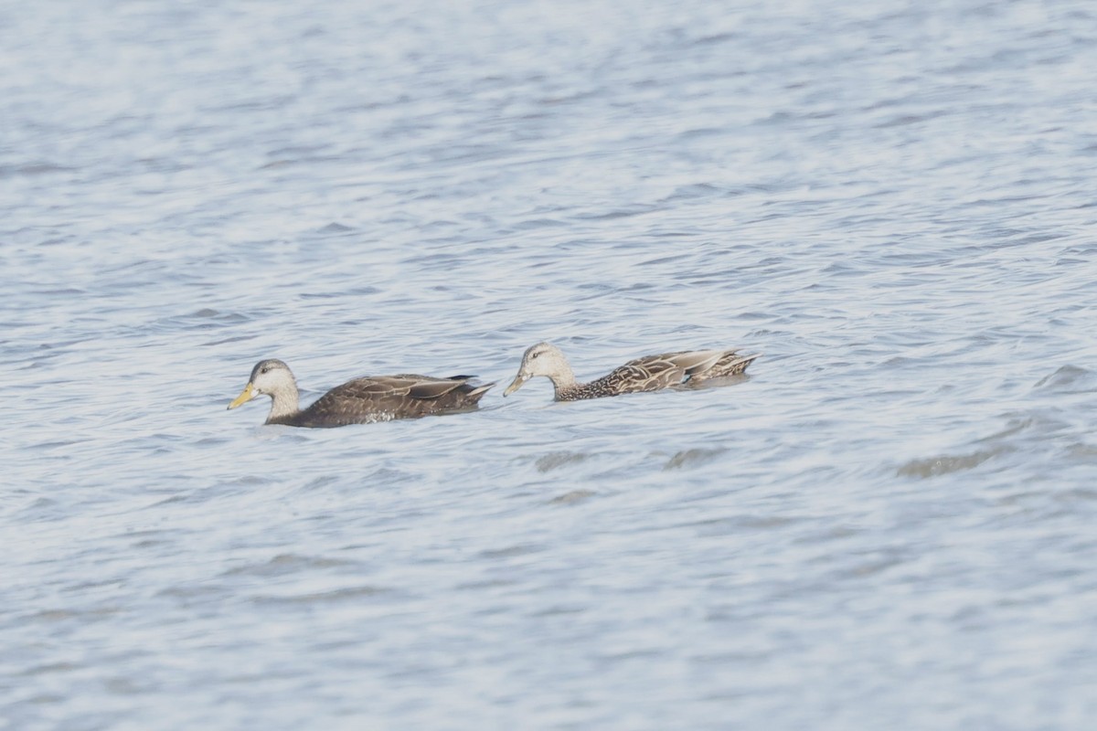 Mallard x Mottled Duck (hybrid) - ML631954288