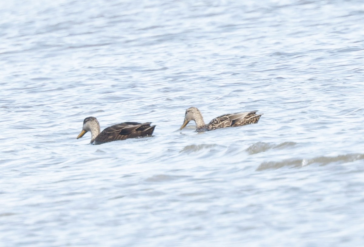 Mallard x Mottled Duck (hybrid) - ML631954289