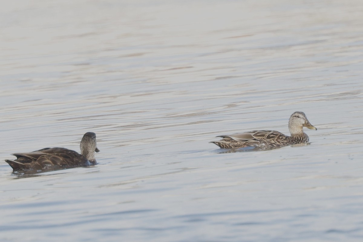 Mallard x Mottled Duck (hybrid) - ML631954290