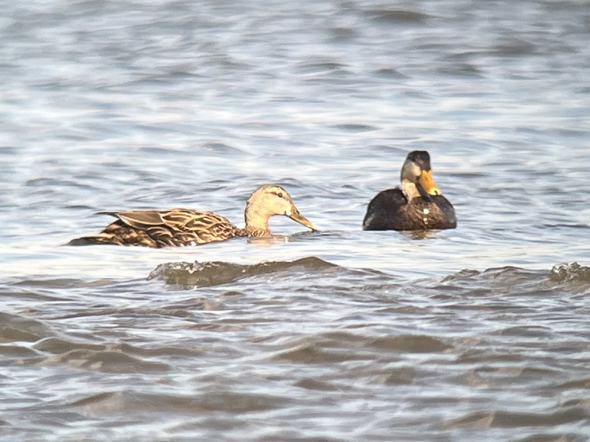 Mallard x Mottled Duck (hybrid) - ML631954291