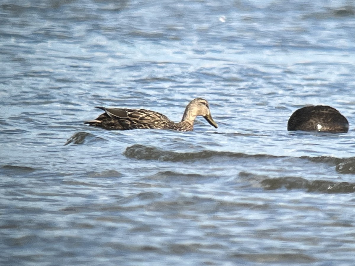 Mallard x Mottled Duck (hybrid) - ML631954292