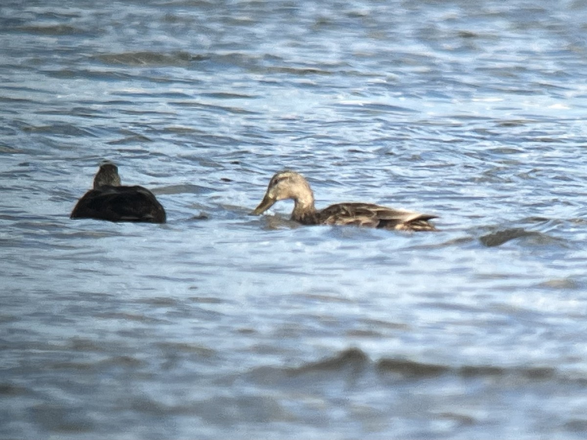 Mallard x Mottled Duck (hybrid) - ML631954294