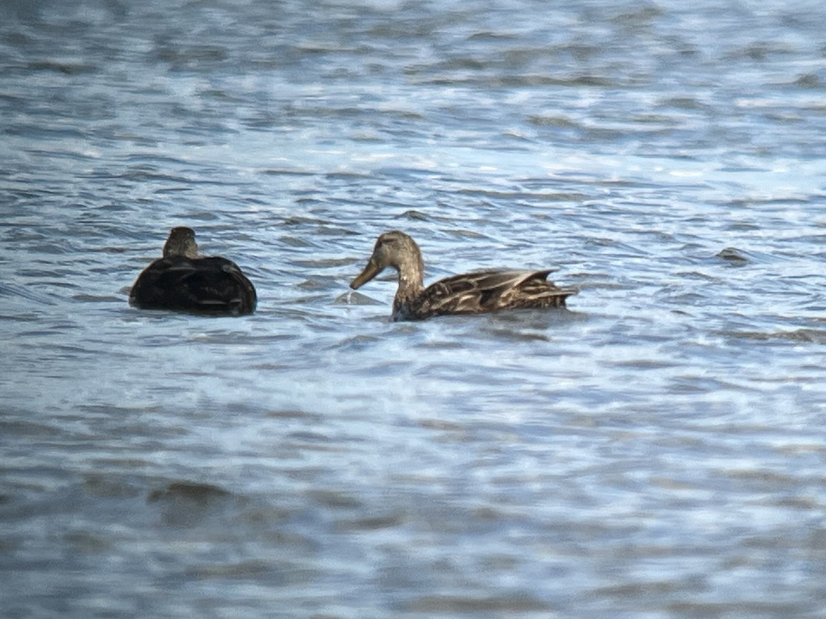 Mallard x Mottled Duck (hybrid) - ML631954295