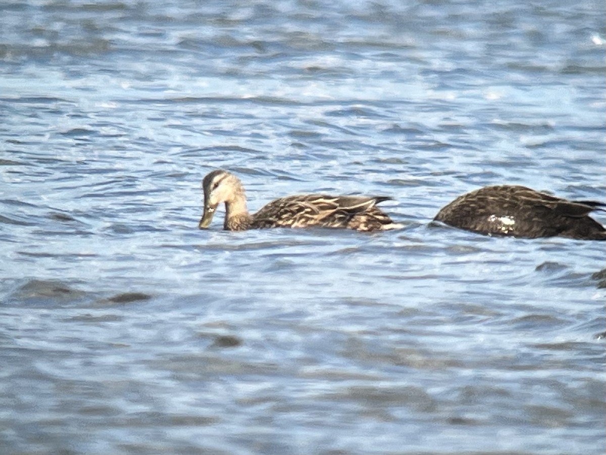 Mallard x Mottled Duck (hybrid) - ML631954296