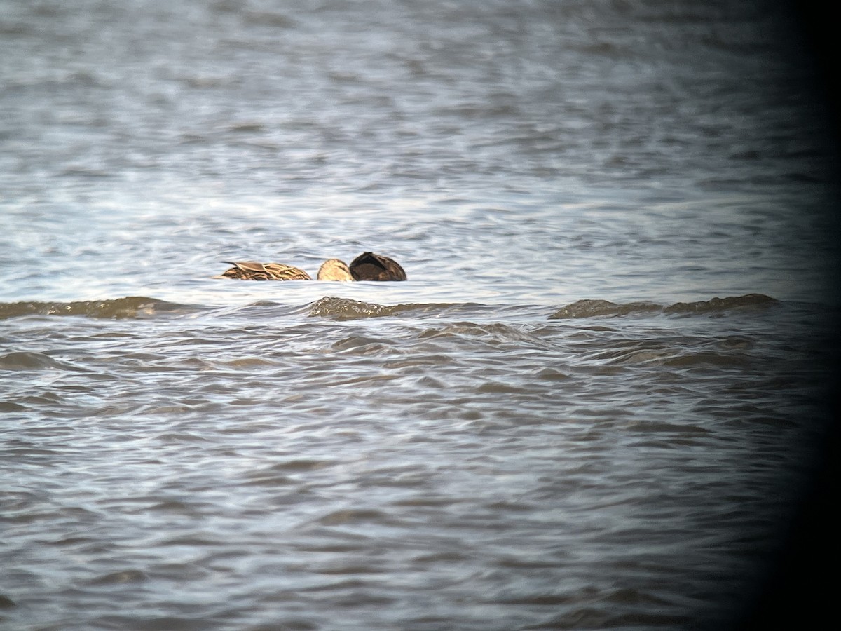 Mallard x Mottled Duck (hybrid) - ML631954297