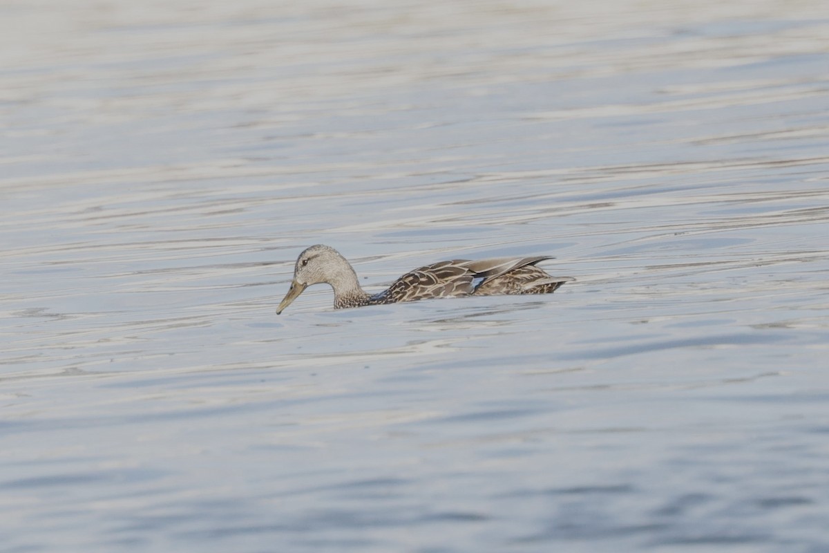 Mallard x Mottled Duck (hybrid) - ML631954298