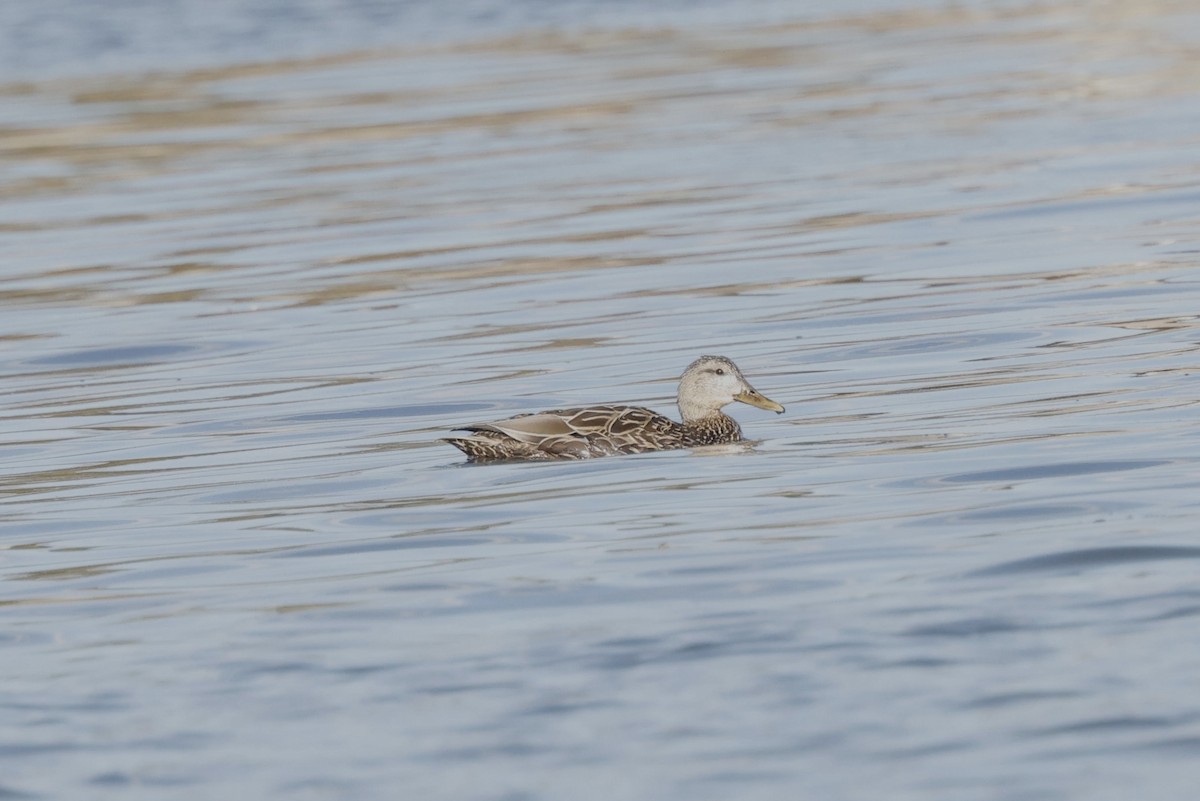 Mallard x Mottled Duck (hybrid) - ML631954299