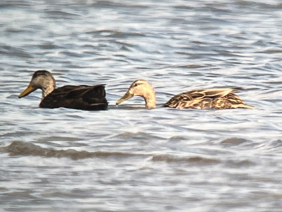 Mallard x Mottled Duck (hybrid) - ML631954302