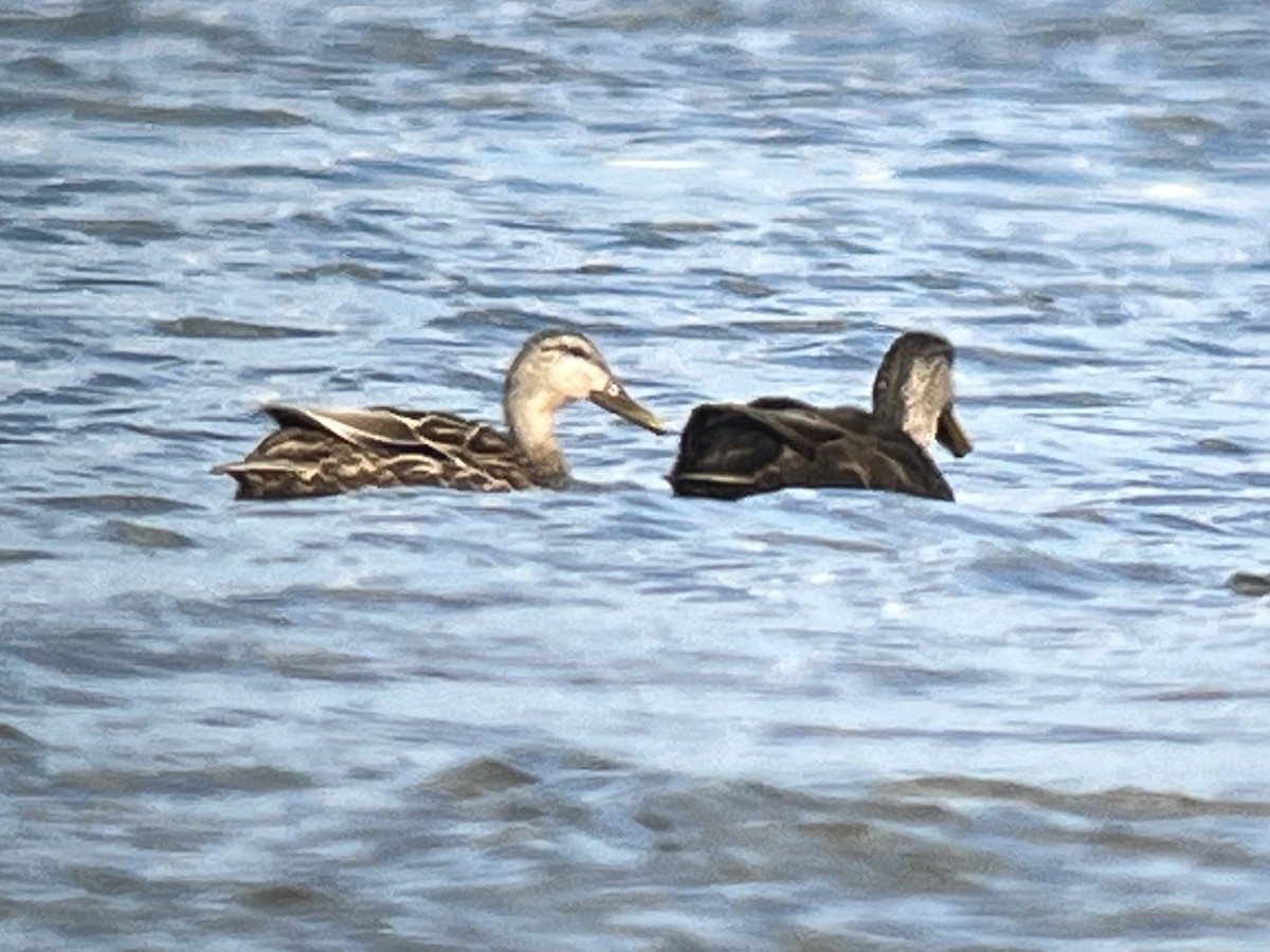 Mallard x Mottled Duck (hybrid) - ML631954303