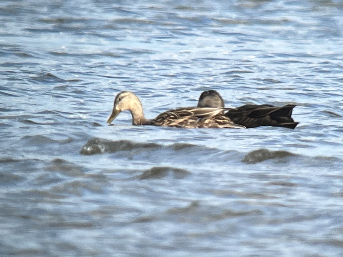 Mallard x Mottled Duck (hybrid) - ML631954304