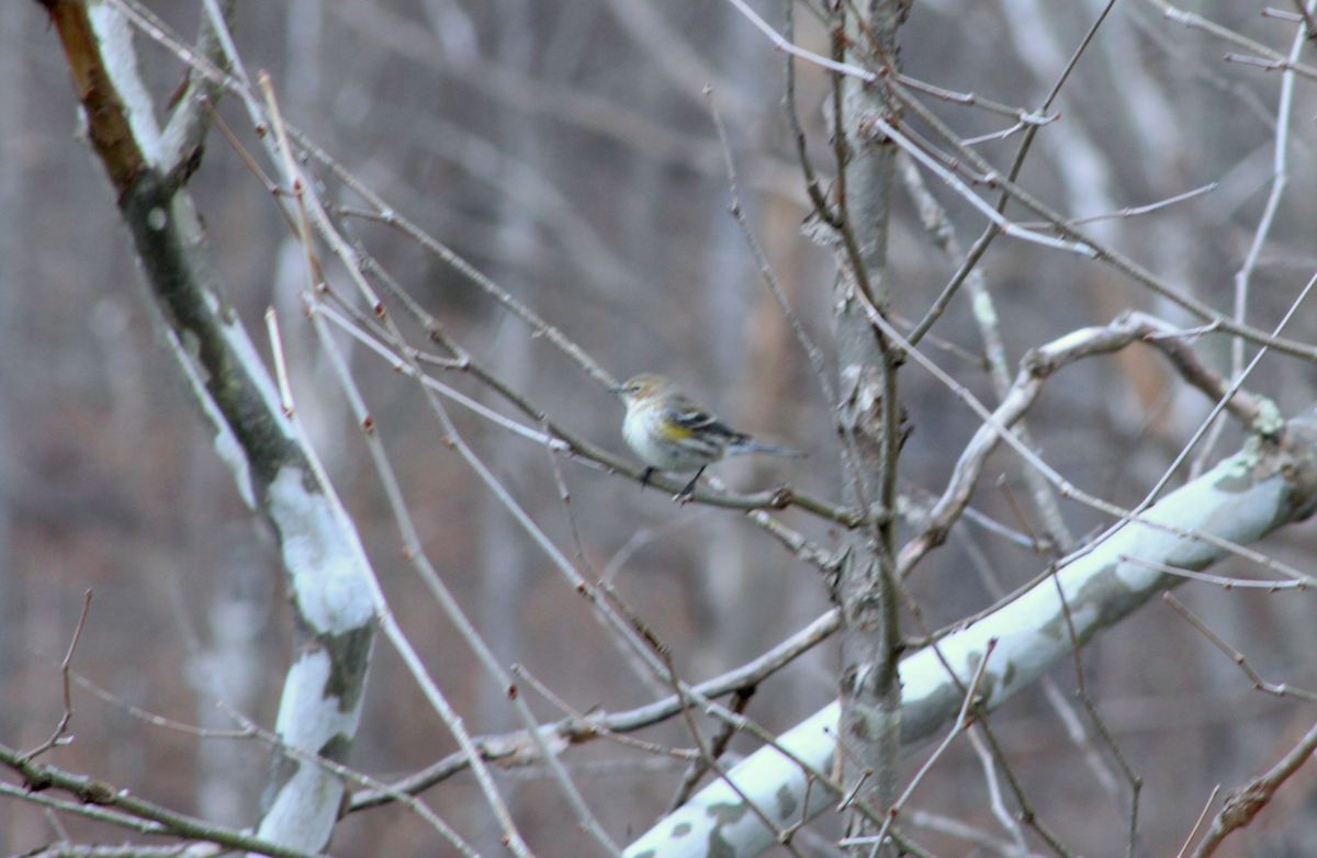 Yellow-rumped Warbler (Myrtle) - ML631954309