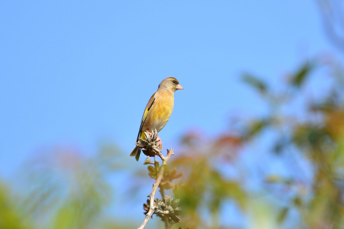 Oriental Greenfinch - ML631954395