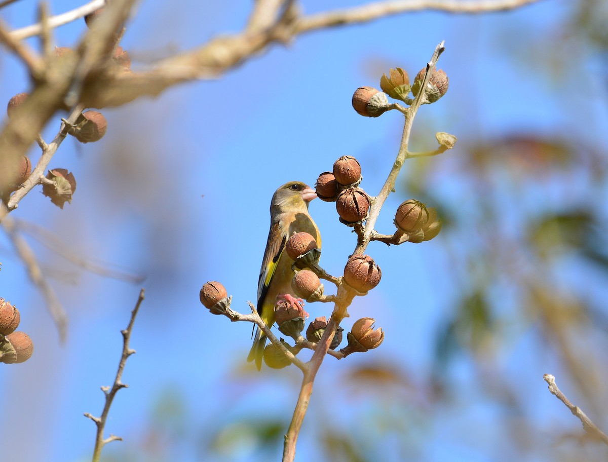 Oriental Greenfinch - ML631954401