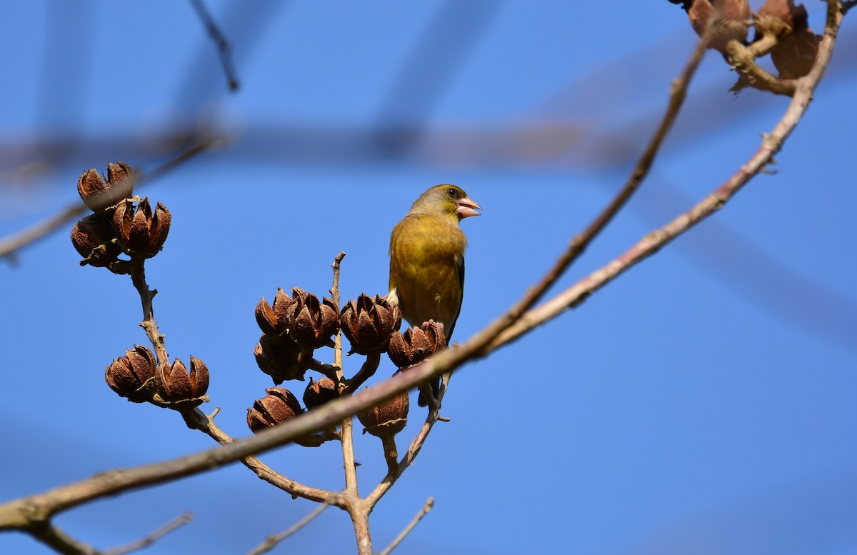 Oriental Greenfinch - ML631954407