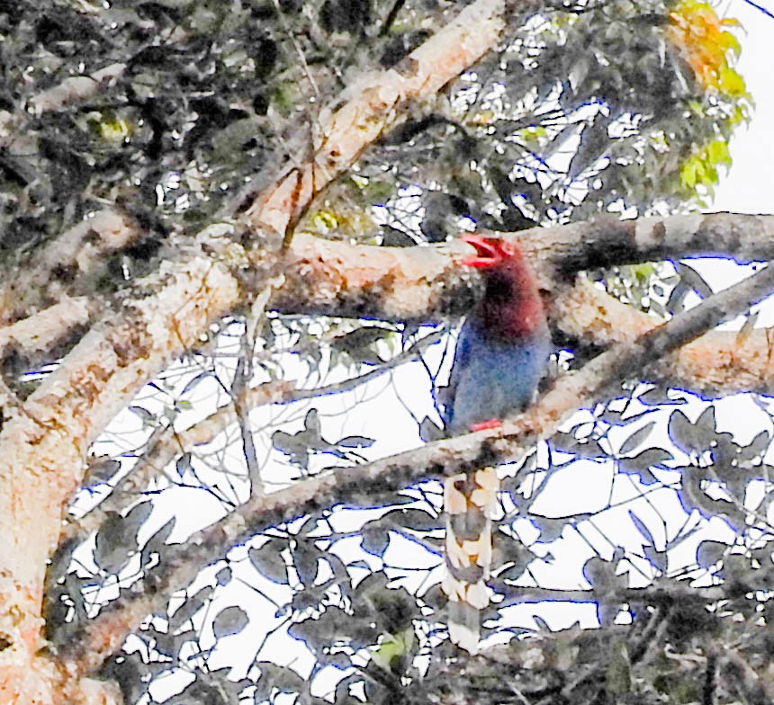 Sri Lanka Blue-Magpie - ML631954408