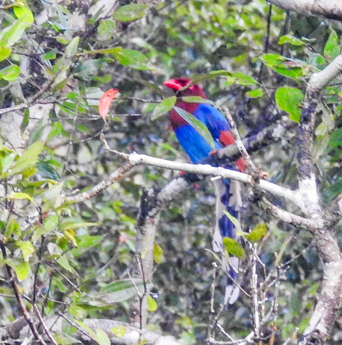 Sri Lanka Blue-Magpie - ML631954409