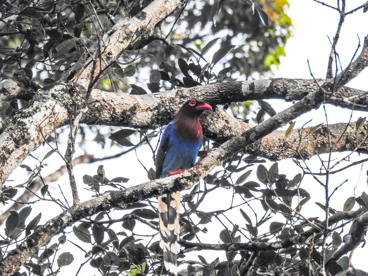 Sri Lanka Blue-Magpie - ML631954410