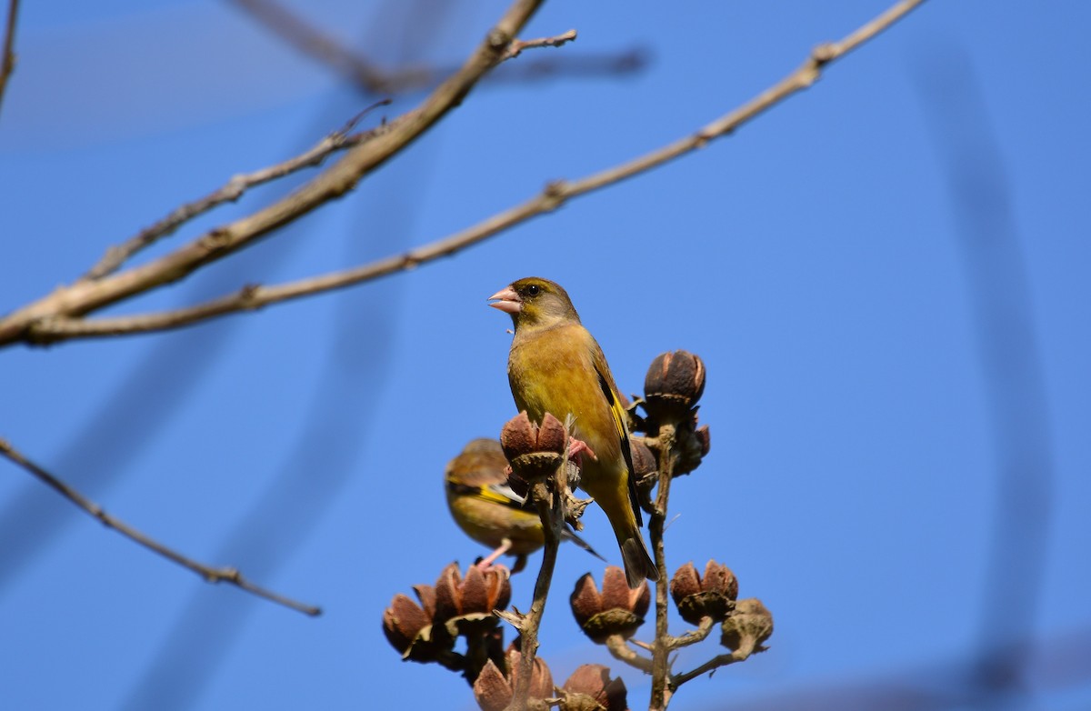 Oriental Greenfinch - ML631954415