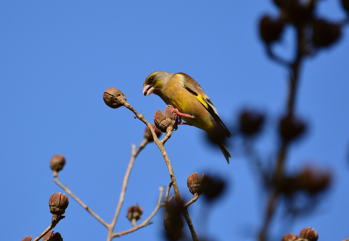 Oriental Greenfinch - ML631954420