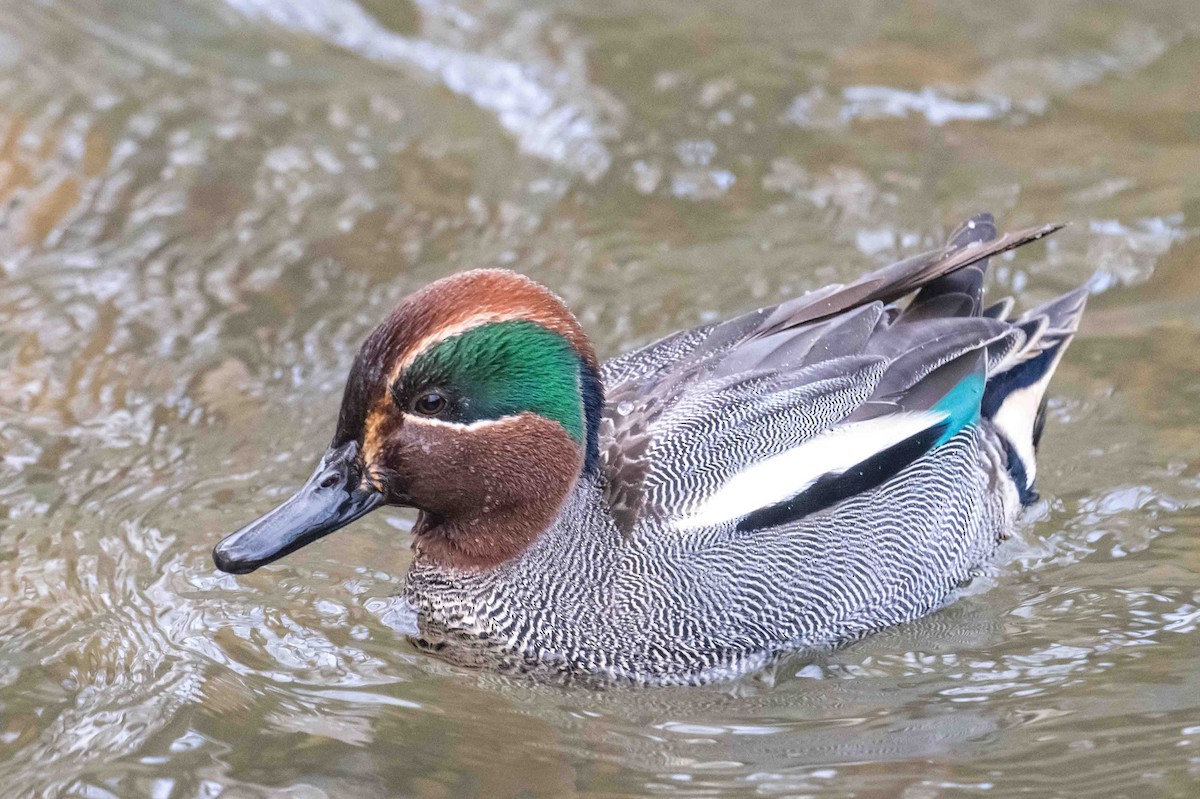 Green-winged Teal (Eurasian) - ML631954426