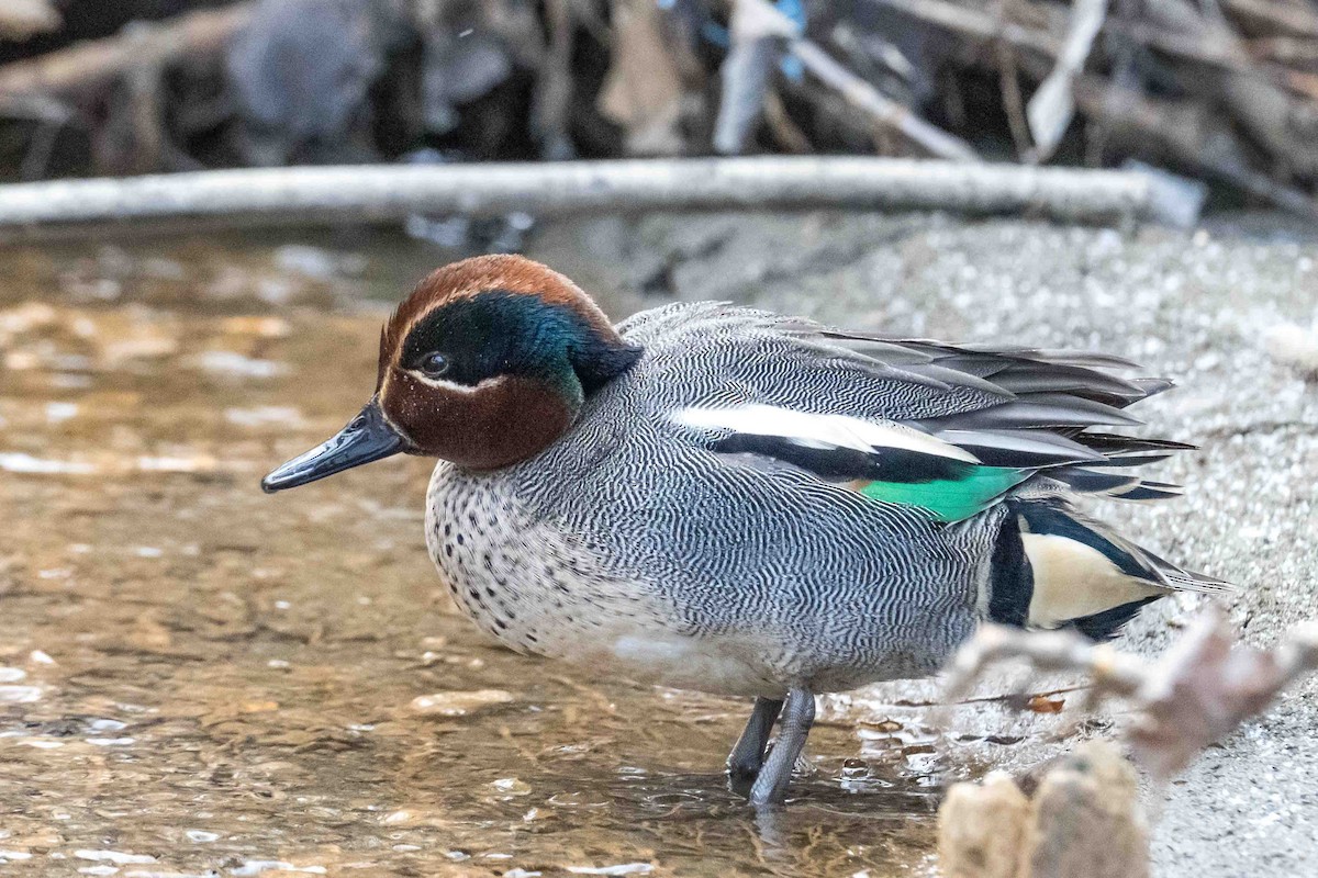 Green-winged Teal (Eurasian) - ML631954427