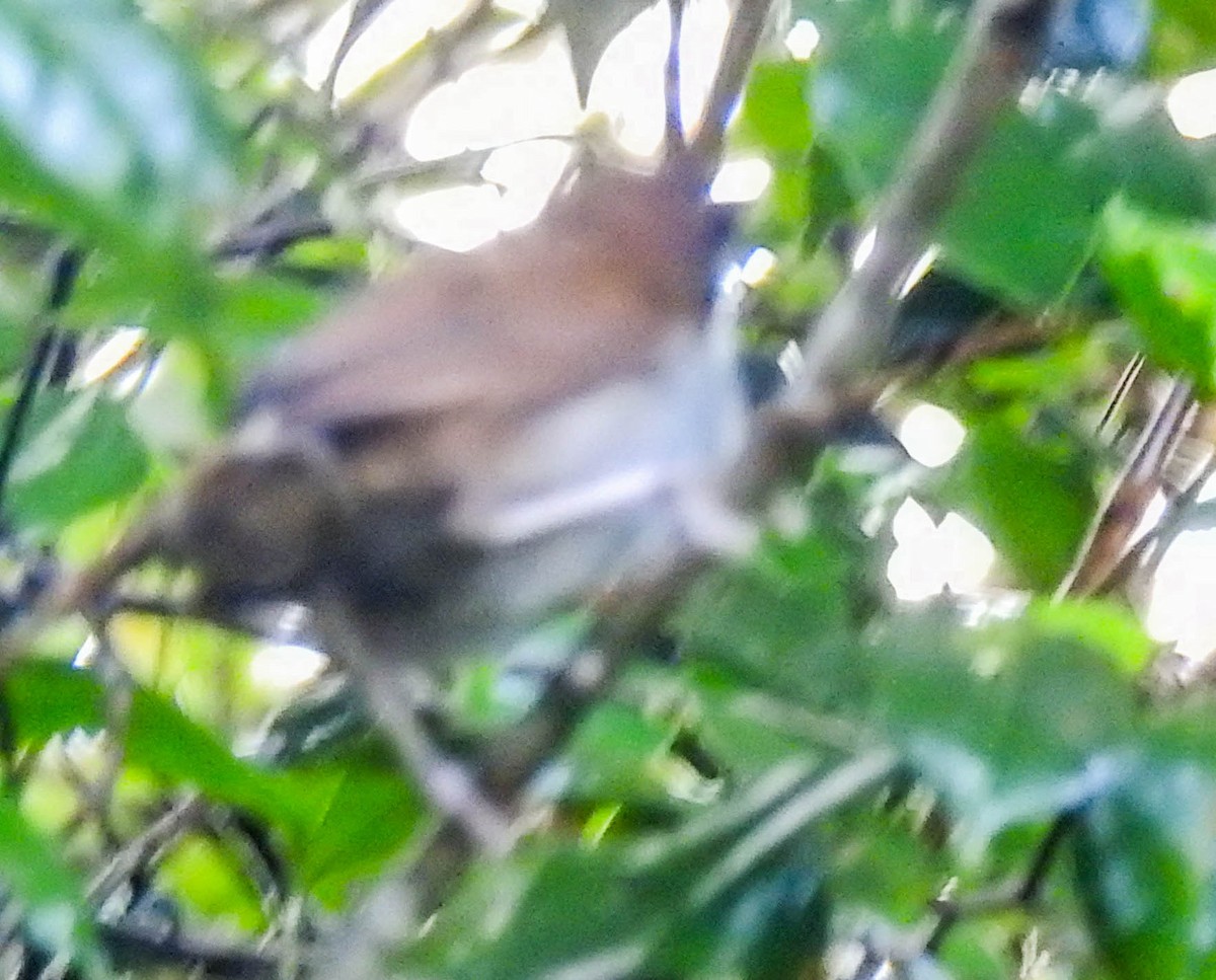 Dark-fronted Babbler - ML631954445