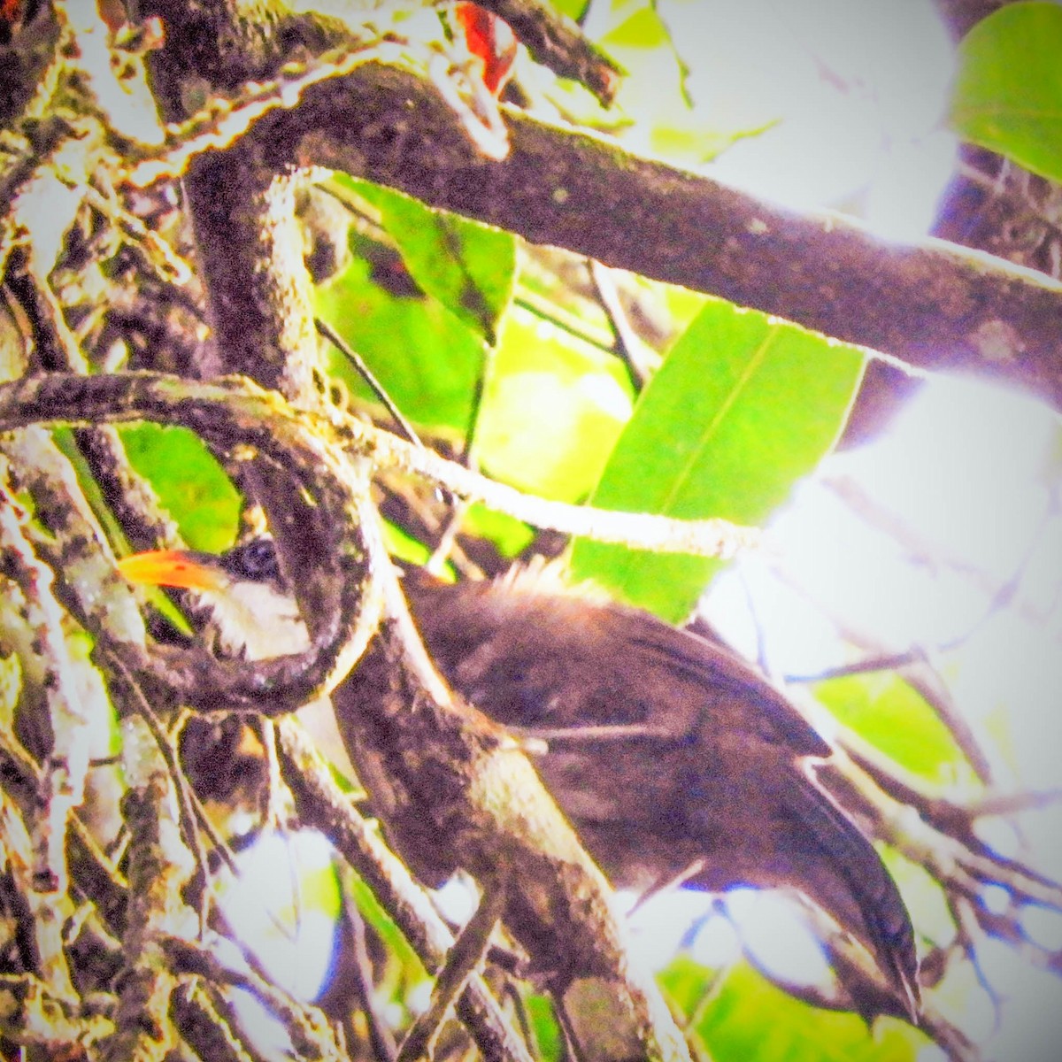 Dark-fronted Babbler - ML631954446