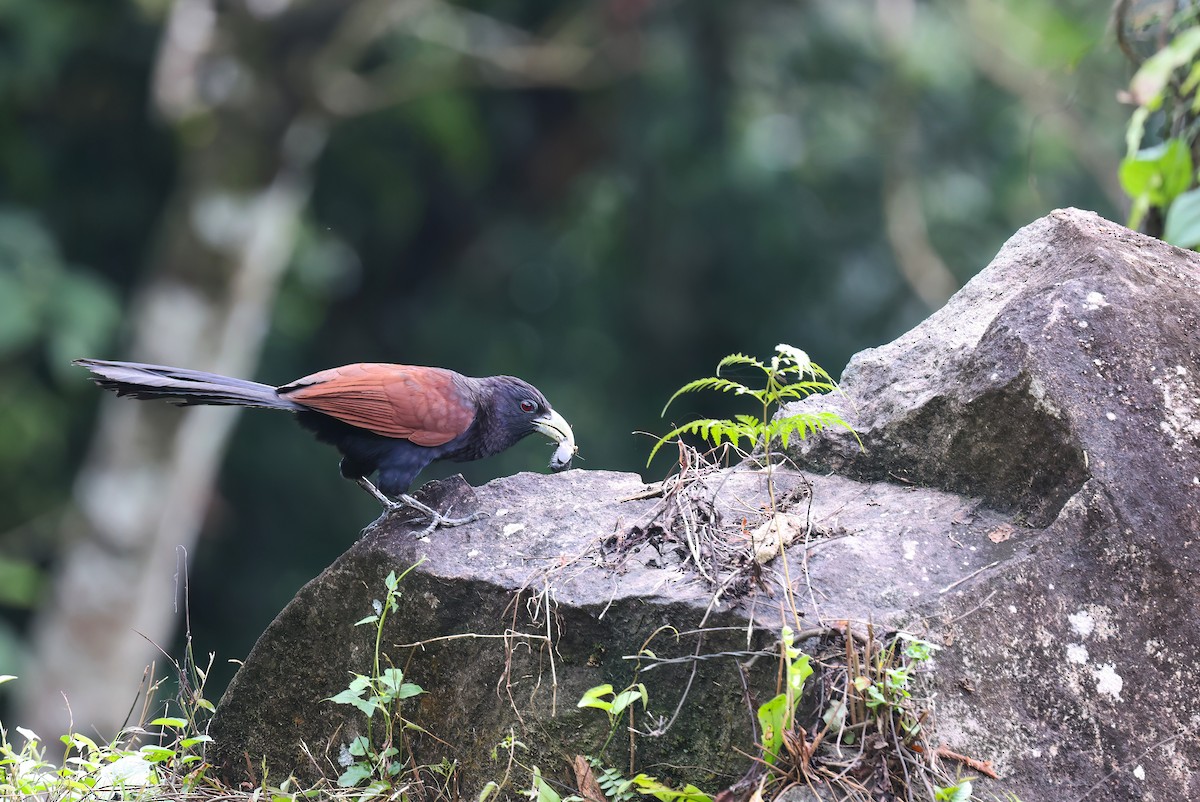 Green-billed Coucal - ML631954456