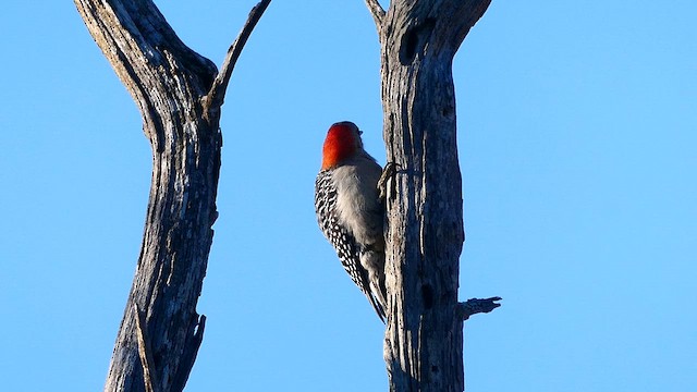 Red-bellied Woodpecker - ML631954546