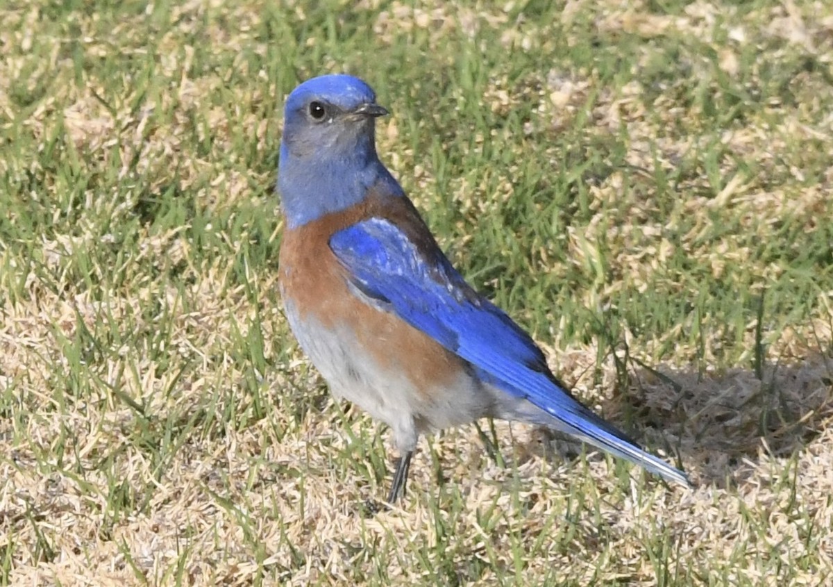 Western Bluebird - ML631954577