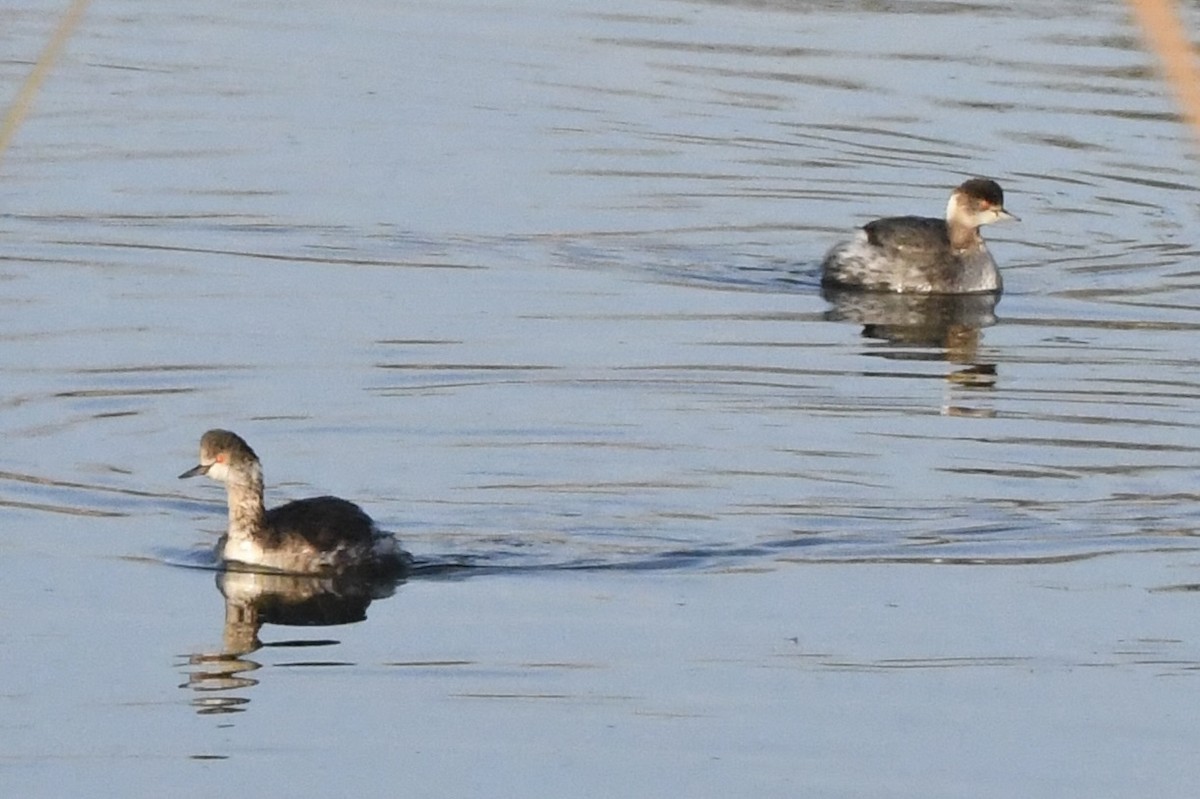 Eared Grebe - ML631954612