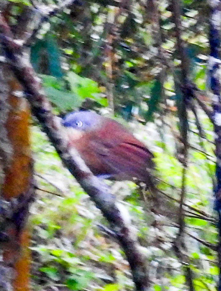 Ashy-headed Laughingthrush - ML631954613