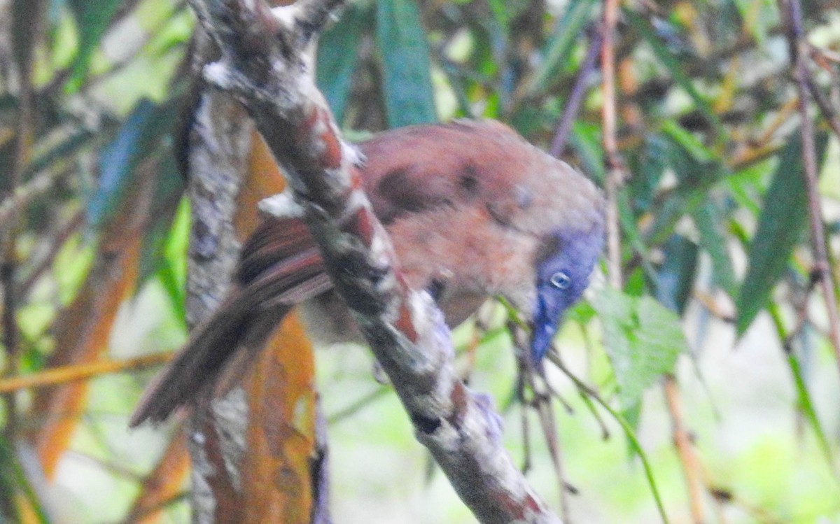 Ashy-headed Laughingthrush - ML631954614