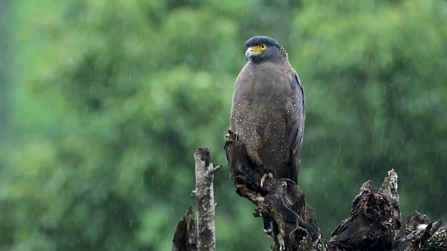 Crested Serpent-Eagle - ML631954724