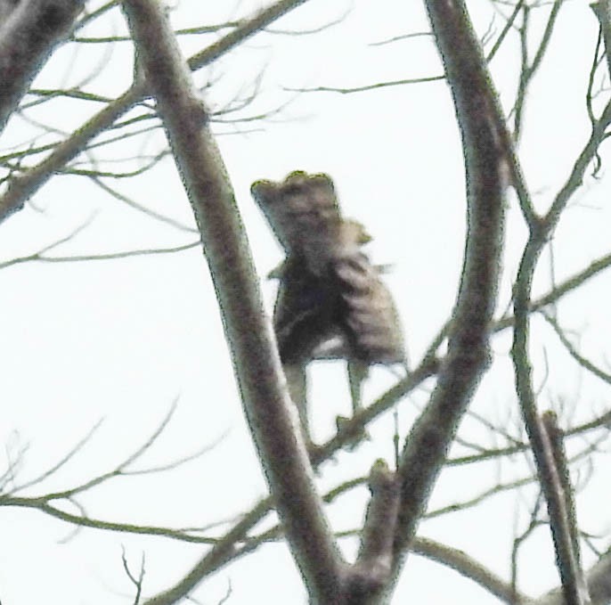 Legge's Hawk-Eagle - ML631954767