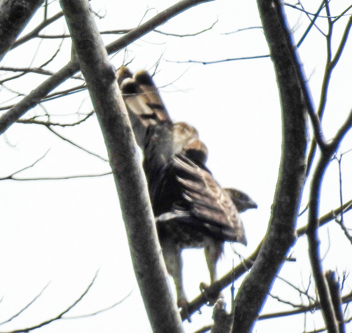 Legge's Hawk-Eagle - ML631954768