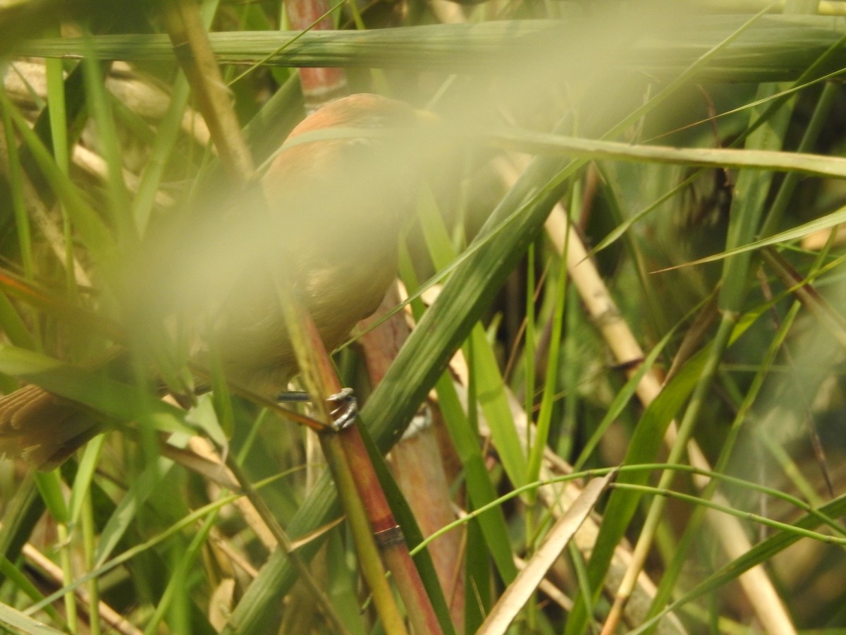 Black-breasted Parrotbill - ML631954841