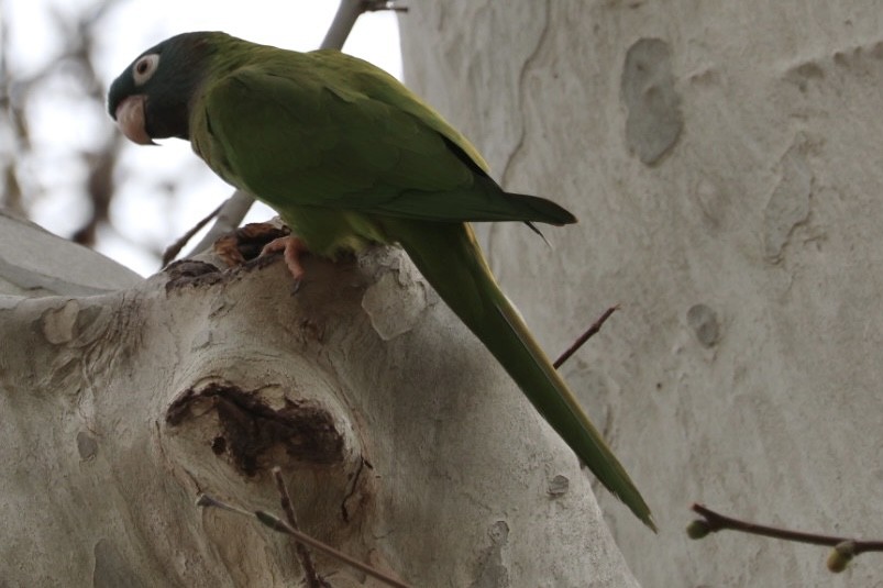 Aratinga buru-urdina - ML631954943