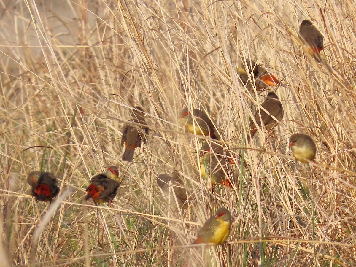 Zebra Waxbill - ML631954998