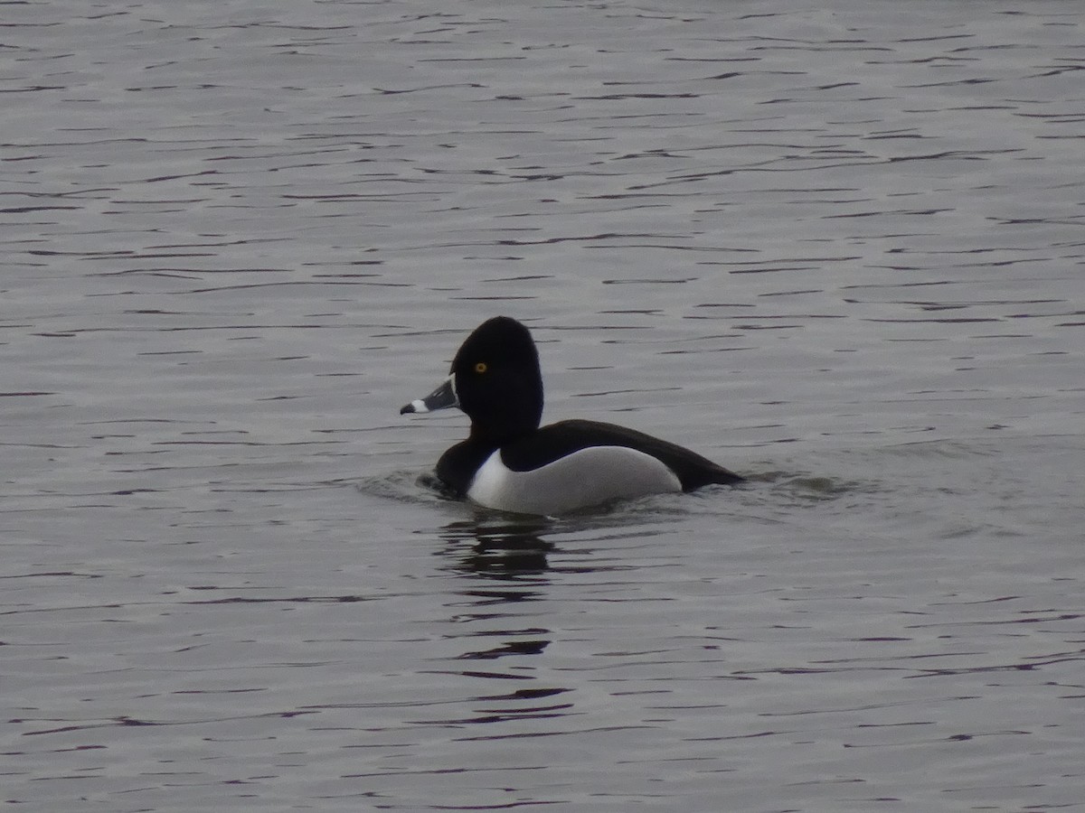 Moretta dal collare - ML631955146