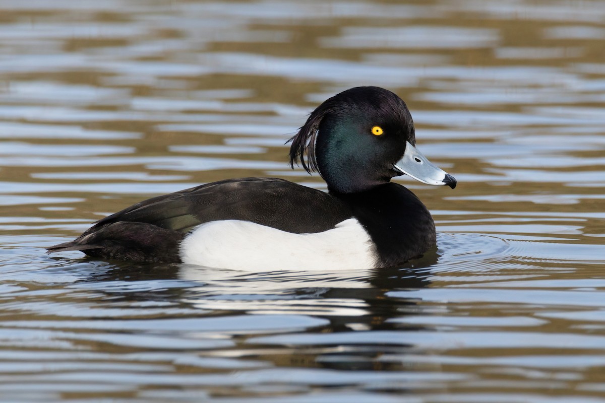Tufted Duck - ML631955201